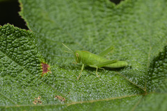 Chondracris rosea