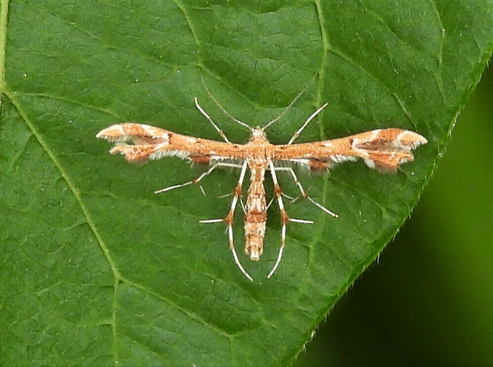 Grape and Sheppard's Plume Moths