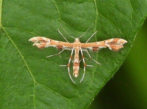 Photograph of Grape and Sheppard's Plume Moths