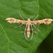 Grape and Sheppard's Plume Moths - Photo (c) Joanne Redwood, some rights reserved (CC BY-NC), uploaded by Joanne Redwood