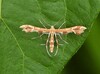 Grape and Sheppard's Plume Moths - Photo (c) Joanne Muis Redwood, some rights reserved (CC BY-NC), uploaded by Joanne Muis Redwood
