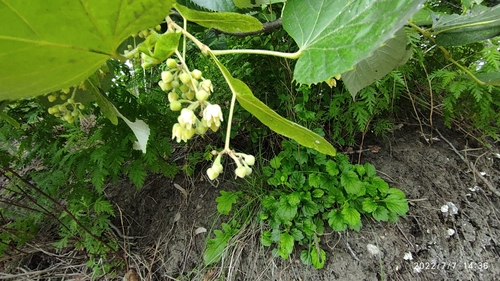 Tilia mandshurica iNat (1)