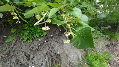Tilia mandshurica