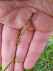 Carex anthoxanthea