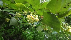 Tilia mandshurica