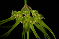Bulbophyllum setaceum