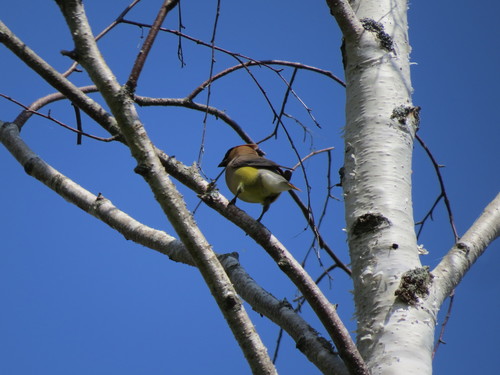 Bombycillidae image