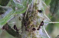 Capitophorus elaeagni