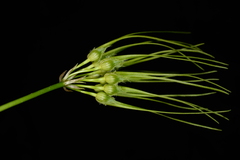 Bulbophyllum setaceum