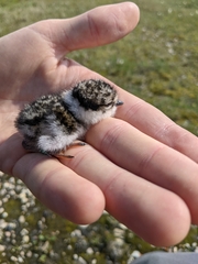 Charadrius semipalmatus