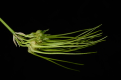 Bulbophyllum setaceum