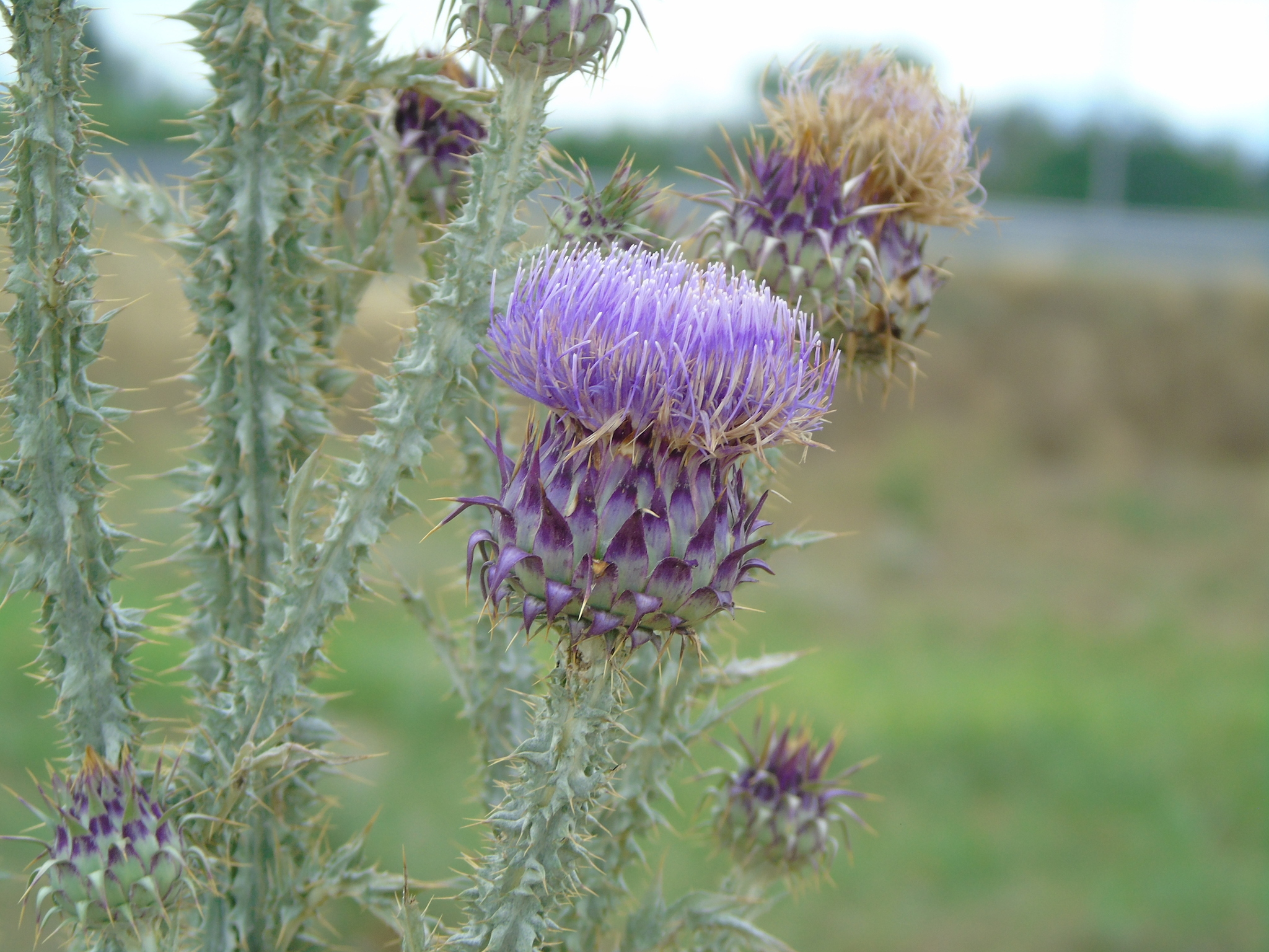 Onopordum illyricum