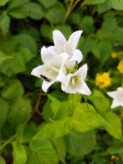 Campanula latifolia