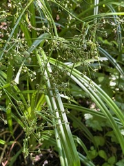 Scirpus sylvaticus