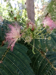 Albizia julibrissin