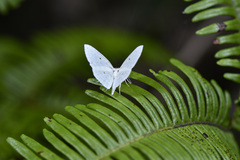 Geometridae
