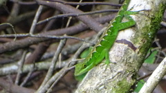 Anolis apollinaris