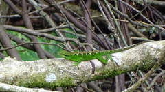 Anolis apollinaris