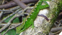 Anolis apollinaris