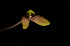 Bulbophyllum samoanum