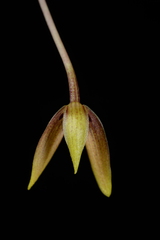 Bulbophyllum samoanum