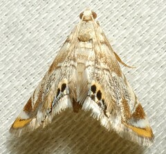 Eoparargyractis irroratalis