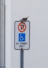 Passer domesticus