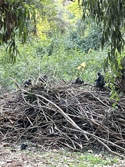 Cercopithecus mitis kolbi