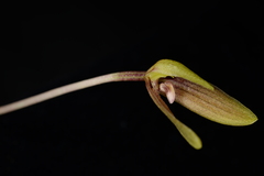 Bulbophyllum samoanum