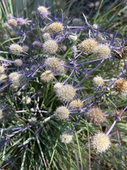 Eryngium planum