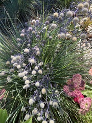 Eryngium planum