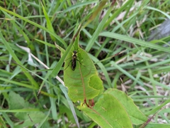 Tenthredo finschi