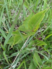 Tenthredo finschi
