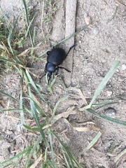 Timarcha tenebricosa