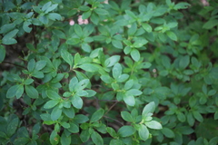 Rhododendron pilosum