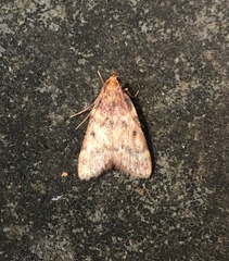 Aglossa disciferalis