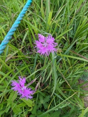 Dianthus superbus superbus
