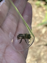 Anthophora furcata