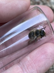 Anthophora furcata