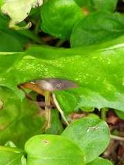 Krynickillus melanocephalus