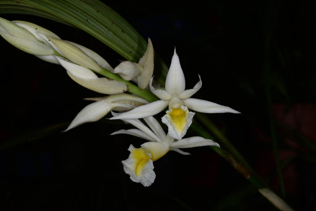 Calanthe hainanensis
