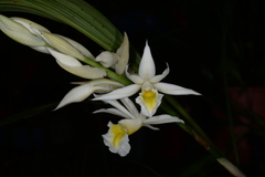 Phaius hainanensis