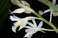 Phaius hainanensis