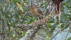 Turdus leucomelas