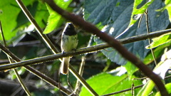 Sporophila luctuosa