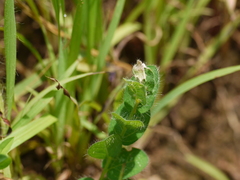Crotalaria filipes