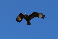 Caracara plancus plancus