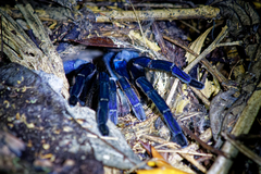 Cyriopagopus lividus