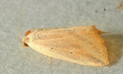 Amolita obliqua
