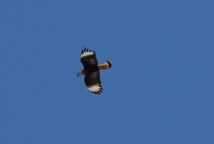 Caracara plancus plancus